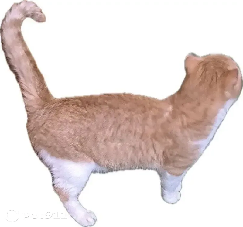 Найдена кошка, Бригадирская улица, 8, Пермь - бело-рыжий окрас - photo