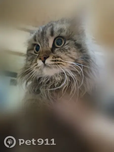 Найден кот, Харьковская улица, Ульяновск - ласковый и мурчит - photo