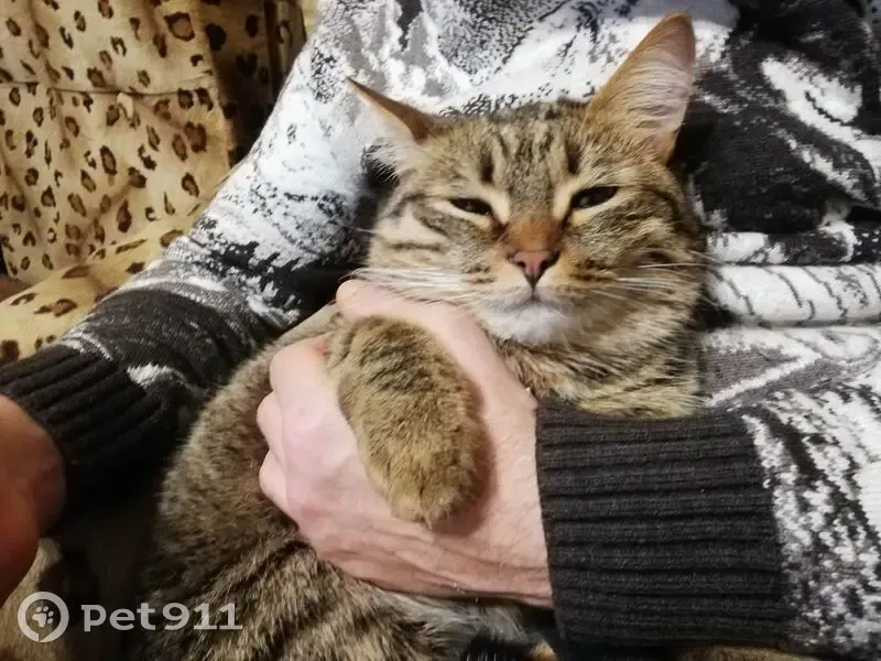 Пропал кот, улица Азина, 95, городской округ Воткинск - полосатый, коричневый окрас - photo