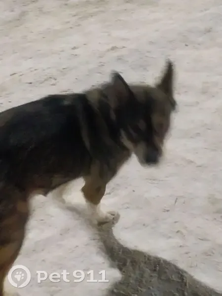 Найдена собака, Советская улица, Муром - серая с белыми носочками - photo