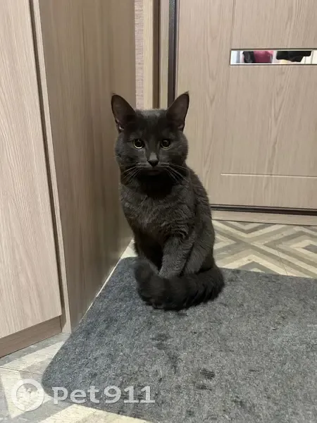 Найден кот, улица 40-летия Октября, 88, Екатеринбург - домашний, знает когтеточку и горшок - photo