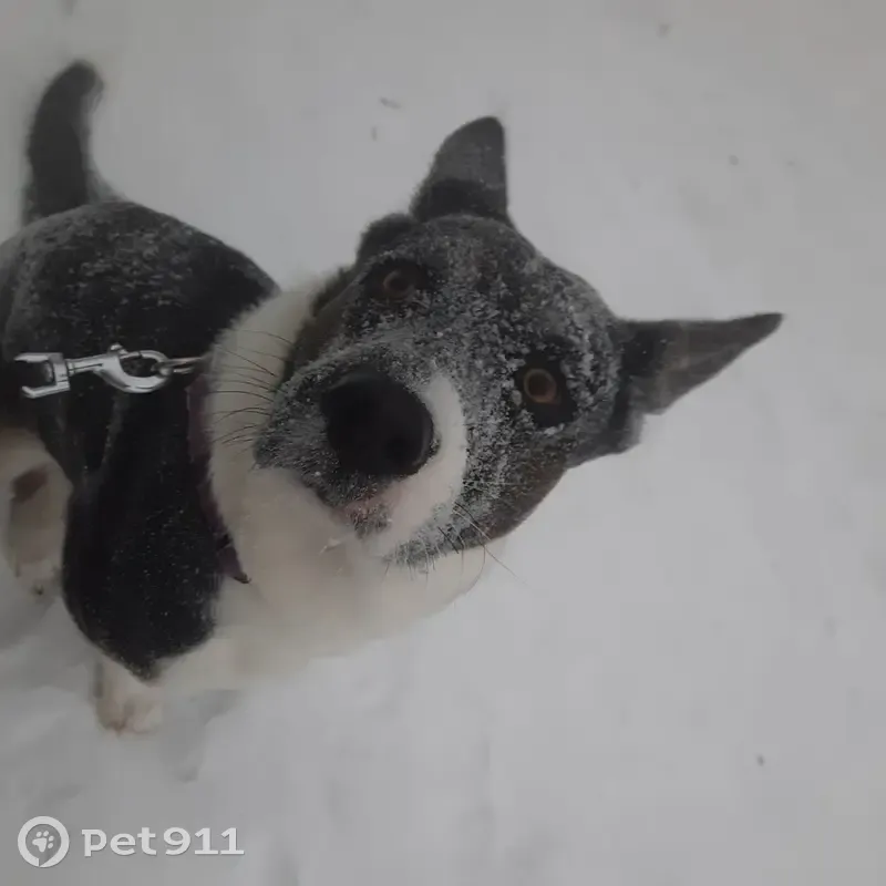 Пропала собака, женский пол, Камская улица, 9, Чайковский - черная с белыми пятнами, средняя, худая - photo