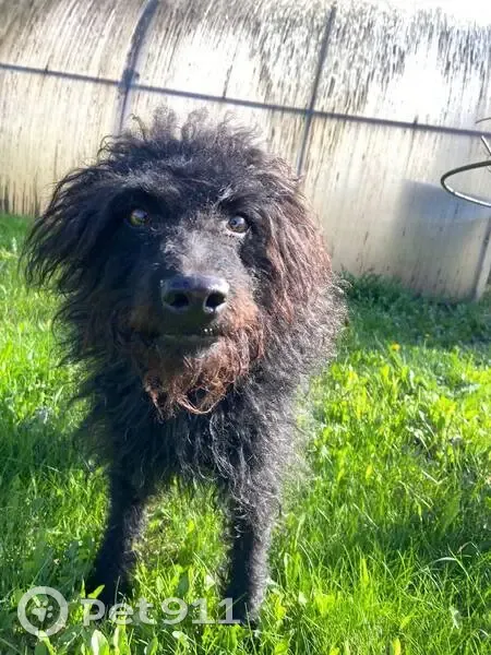 Пропал собака, Набережная улица, 48, Ягодное - лохматый с рыжими усами - photo