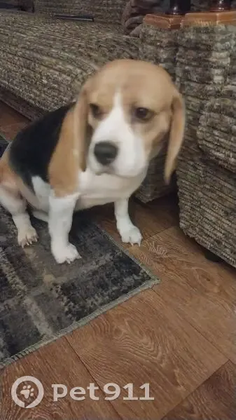 Найдена собака, Вязьма, Смоленская область - тату на пузе - photo