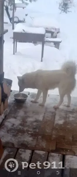 Пропала собака, Калязин — Старобислово — Нерль, Липовка - белая и пугливая - photo