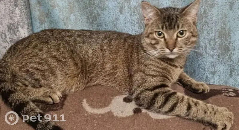 Пропал кот, Парковая улица, Унеча - полосатый, худенький - photo