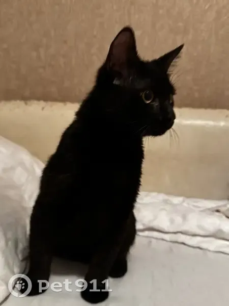 Найден кот, Обский переулок, 9, Ростов-на-Дону - очень ласковый, идёт на руки - photo