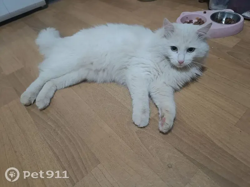 Найден кот, улица Менделеева, 18, Иваново - белый и кастрированный - photo