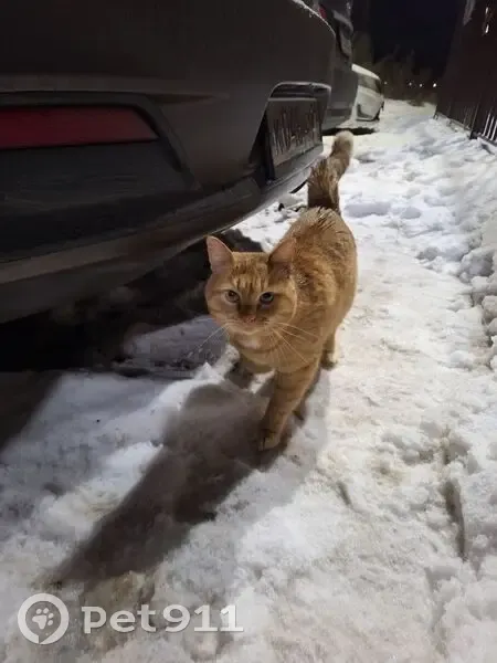 Найден кот, улица И.П. Прокопьева, 13 к1, Чебоксары - пугливый, некастрированный - photo