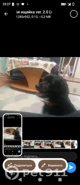 Пропала собака, проспект Ленина, Волжский - спаниель девочка, черный окрас - photo