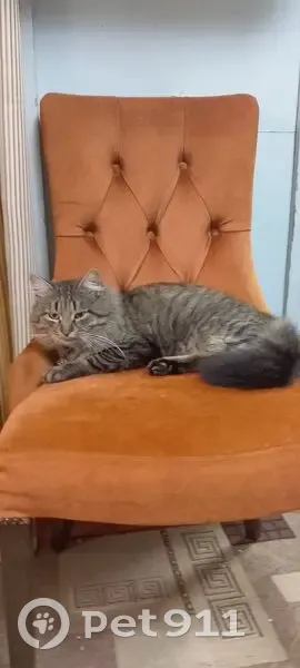 Пропал кот, Черепичная улица, 6, Энгельс - чёрный ошейник со стразами - photo