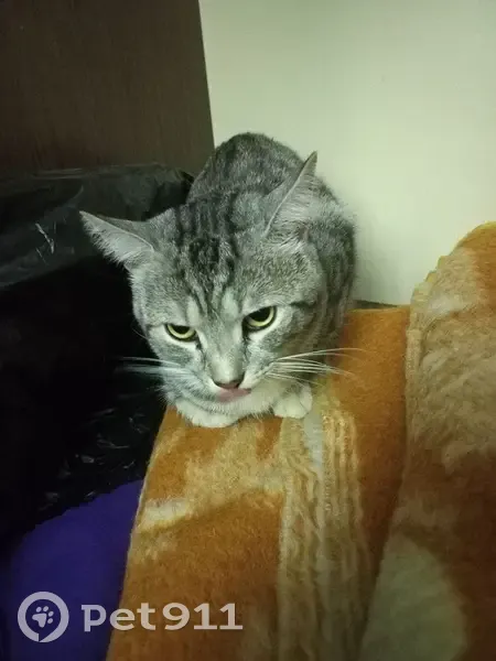 Найден кот, улица Маштакова, Подольск - полосатый, замерзал в снегу - photo