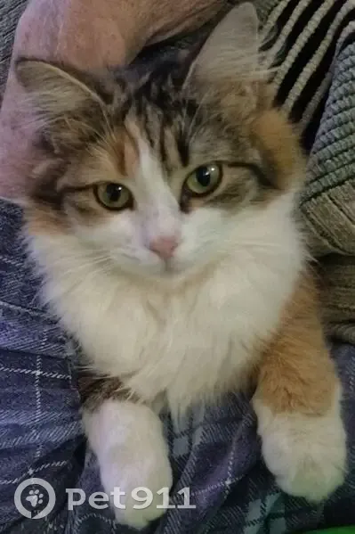 Пропала кошка, Школьная улица, 158, Славянск-на-Кубани - рыже-белый окрас, пушистый хвост - photo