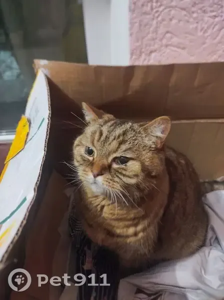 Найдена кошка, улица Кочетова, 15 к1, Великий Новгород - больная, обрезаны усы - photo