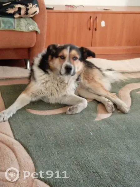 Найден собака, Шелехов, Иркутская область - похож на метиса сенбернара - photo