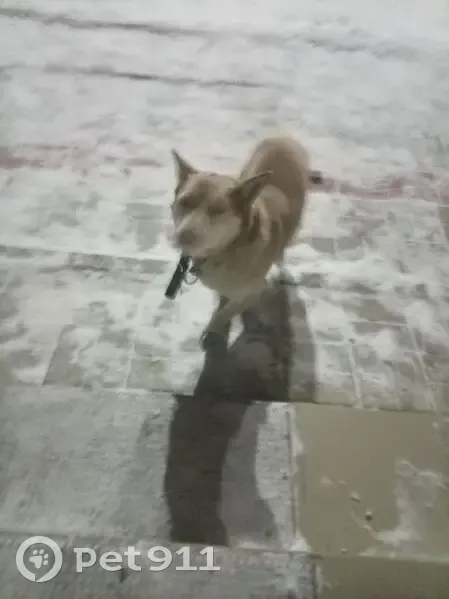 Найдена собака, Шелехов, Иркутская область - маленький пёсик белого окраса с ошейником - photo