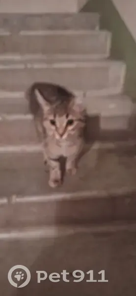 Найдена кошка, улица Иоанна Снычева, 4, Стройкерамика - игривая и ласковая - photo