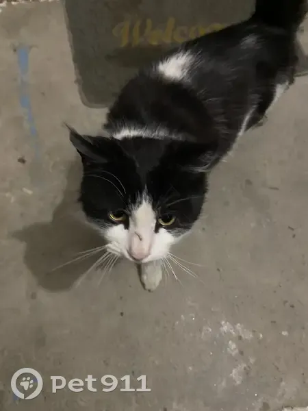 Найден кот, улица Советской Армии, 136, Армавир - пушистый и ласковый - photo