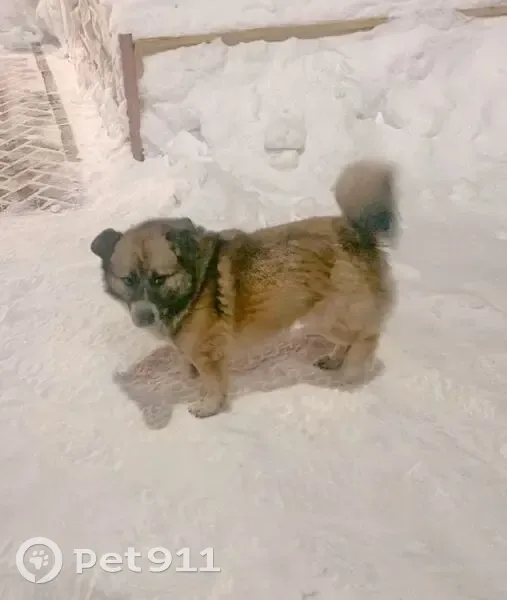 Найден собака, к22, Елино - ухоженный и доброжелательный - photo