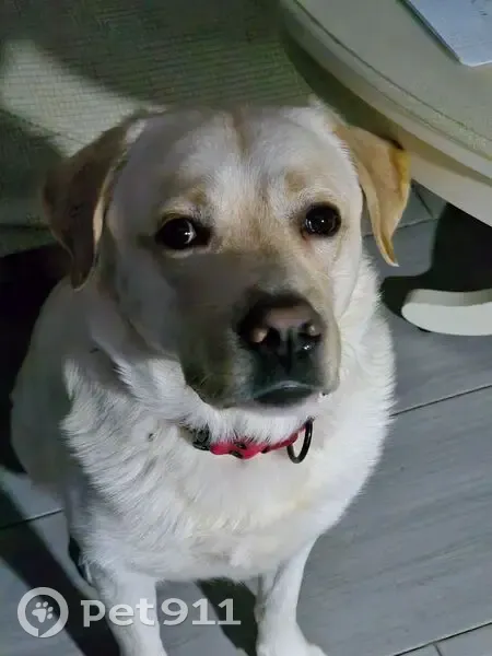 Пропал собака, Садовая улица, 18, Чёрная - красный ошейник - photo