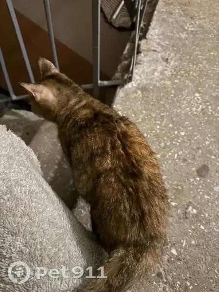 Найдена кошка, улица Адмирала Макарова, 5 к2, Нижний Новгород - добрая и ласковая - photo