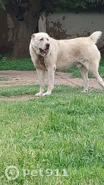 Пропал собака, Зелёная улица, Алпатово, Савельевская - белый алабай, 6 лет - photo