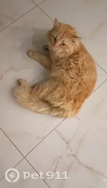 Пропал кот, Шоссейная улица, 73/1, Энемское городское поселение - рыжий, один зрачок большой - photo