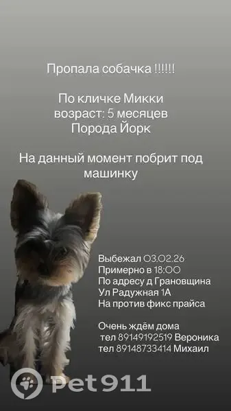 Пропал собака, Объездная улица, 86, Грановщина - йорк, мальчик, 5 месяцев - photo