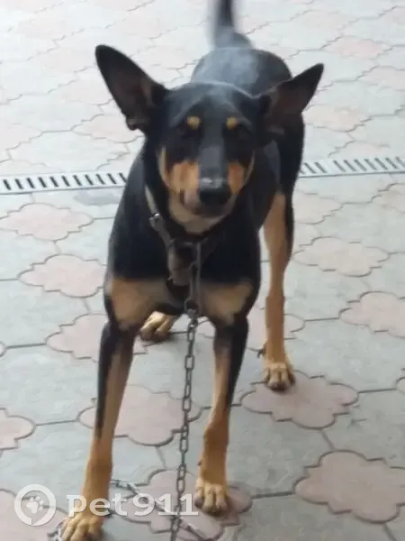 Пропал собака, 11-й переулок, городской округ Таганрог - серо черный, отзывается на кличку Барик - photo