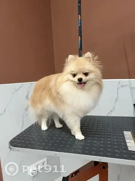 Пропал собака, Западносибирская улица, 28, Тюмень - персиковый, убежал - photo