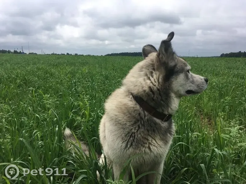 Пропал собака, улица Октябрьской Революции, 349, Коломна - серый хаски, 8 лет - photo