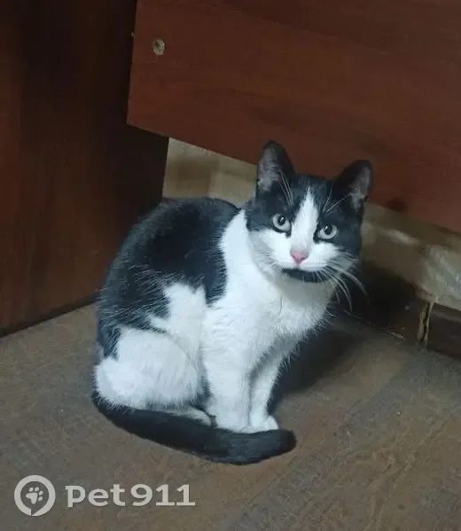 Найдена кошка, улица Ф.И.Тютчева, 4, Омск - черно-белая, подбородок черный - photo