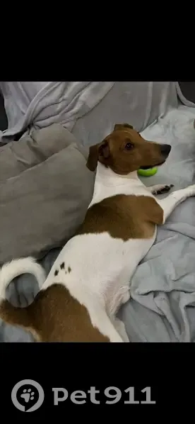 Пропал собака, мужской, 5, Егорьевск - бело-рыжий окрас - photo