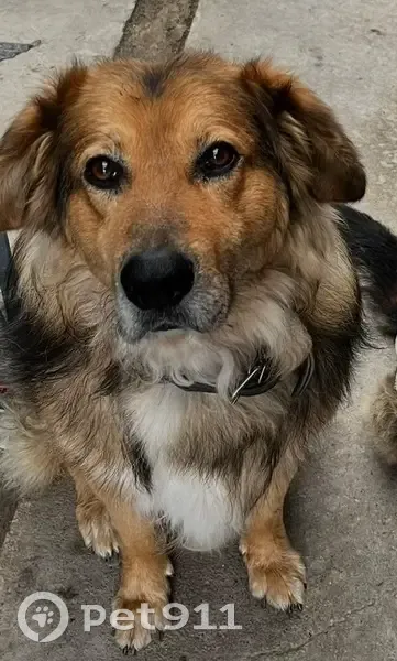 Пропала собака, хутор Казачий, Моховички - добрый и спокойный мальчик - photo