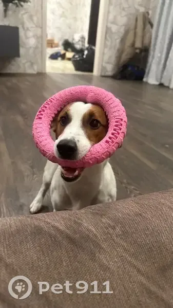 Пропала собака, Кемерово - белый с коричневыми пятнами - photo