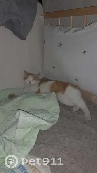 Пропала кошка, Юбилейная улица, 8А, Кемерово - бело-рыжая с золотистыми глазами - photo