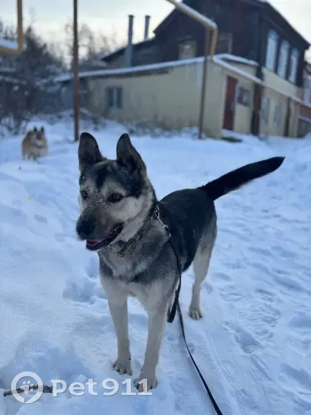 Пропал собака, Уфа, Башкирия - убежал из дома в районе жд вокзала - photo