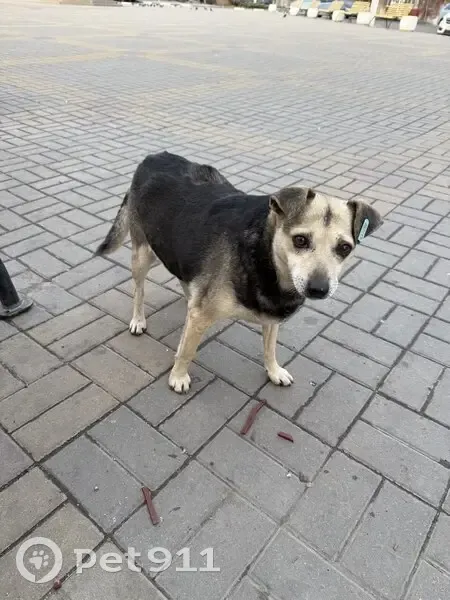 Пропала собака, улица Ленина, 170Б, Батайск - photo