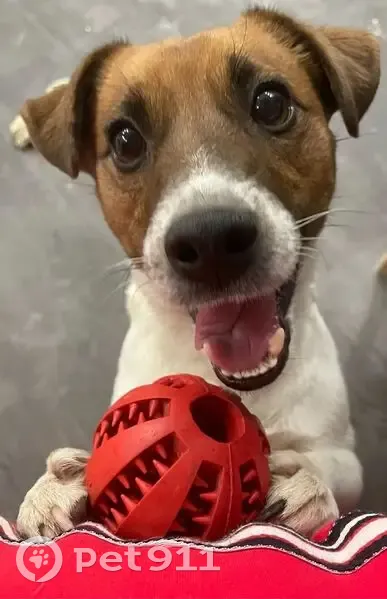 Пропала собака, мужской, улица Циолковского, 3/2, городской округ Липецк - photo