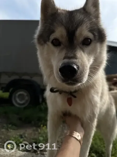 Пропала собака, Зелёная улица, 19А, Маркова - хаски с зелёным ошейником - photo