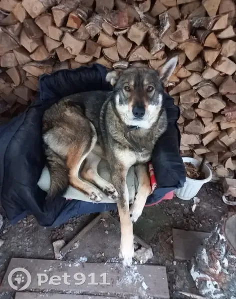Пропал собака, Крутицы, Калужская область - левое ухо всегда стоит - photo