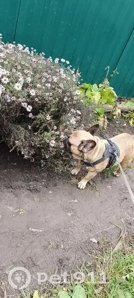 Пропала собака, улица Ленина, 81, Железногорск - черная шлейка и косой глаз - photo