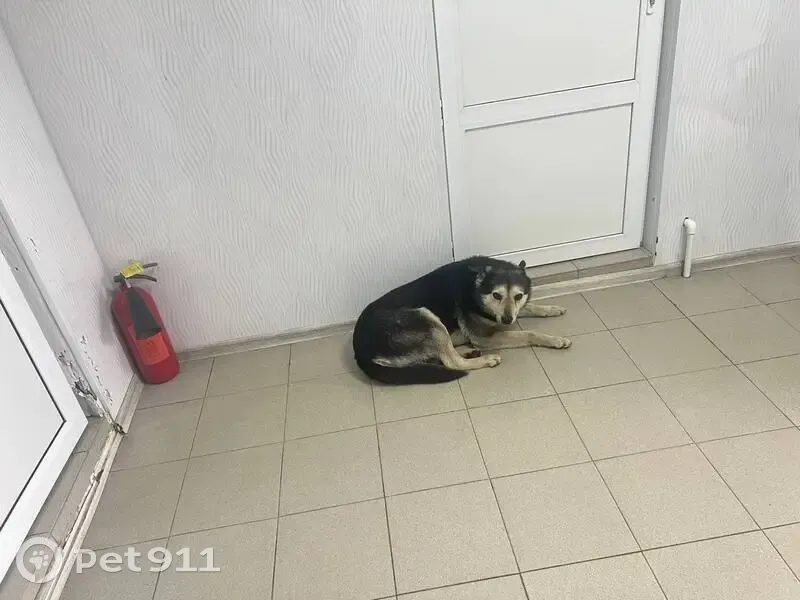 Пропал собака, Донгузская улица, 8, Оренбург - гладкошёрстный, чёрная шерсть с белым - photo
