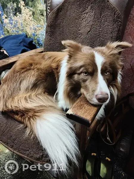 Пропал собака, Новокрюковская улица, Зеленоград - Арчи, бордер-колли, бело-рыжий окрас - photo