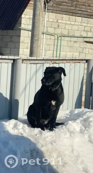 Пропала собака, Мирная улица, 65, Самара - девочка с чёрным окрасом и белым галстучком - photo