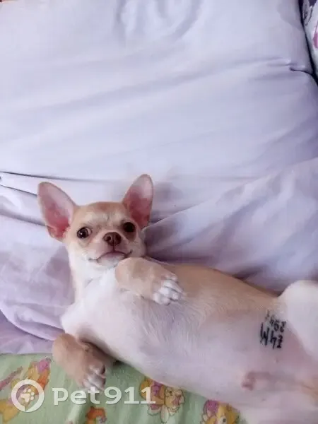 Пропал собака, Ясная улица, Екатеринбург - бежевый окрас и клеймо - photo