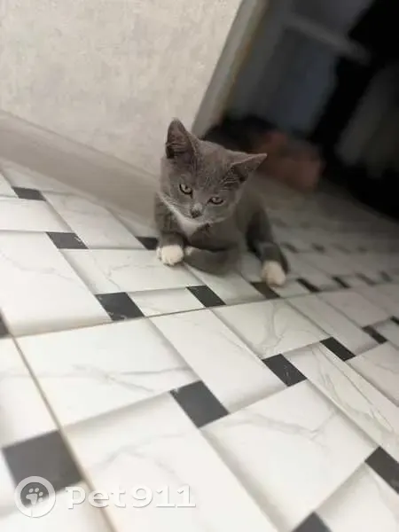 Пропал кот, Черноморская улица, 29, Лабинск - серый с белыми лапками - photo