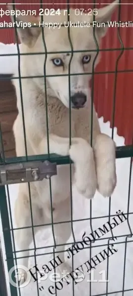 Пропал собака, Кузбасская улица, 19А, Нижний Новгород - смесь Хаски, белый окрас, голубые глаза - photo