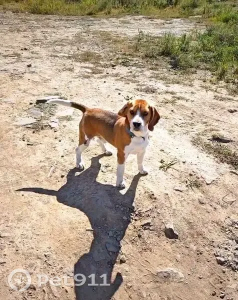 Пропал собака, Приморский край, Многоудобное - трёхцветный кобель с чёрным ошейником - photo