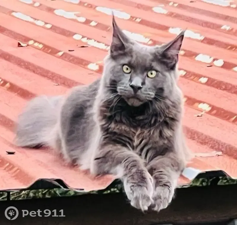 Пропал кот, Тепличная улица, 100, Раздольное - мейн кун с кисточками на ушах - photo